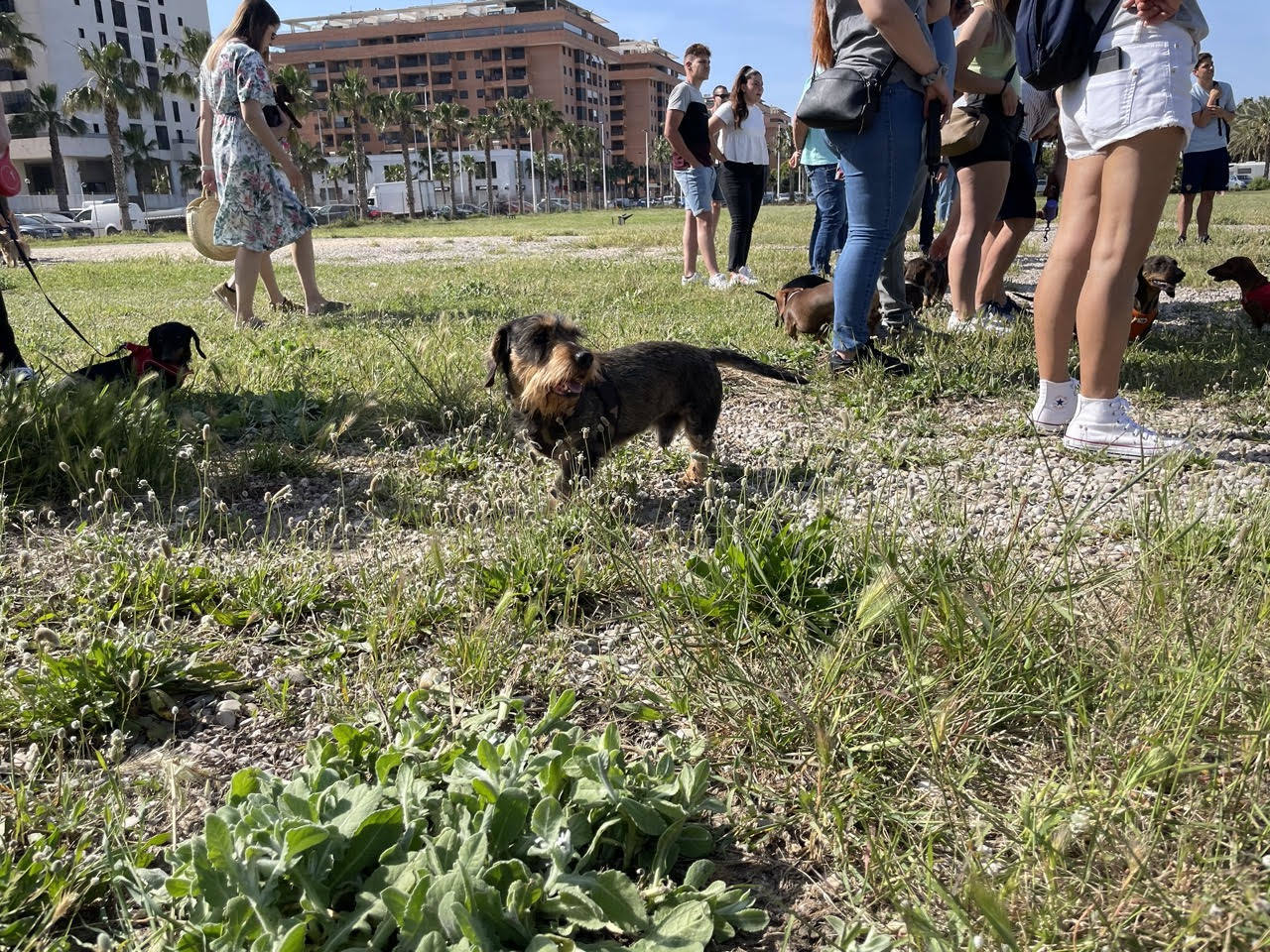 Quedada perruna de este domingo.