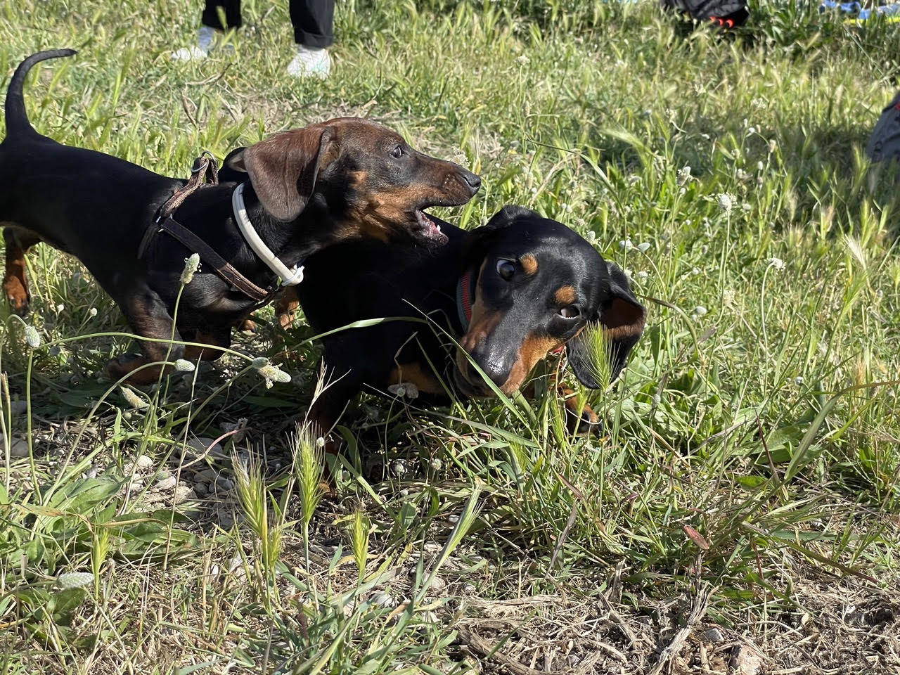 Quedada perruna de este domingo.