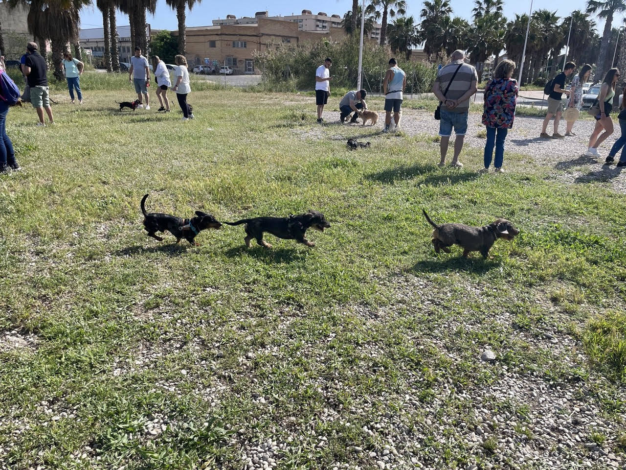 Quedada perruna de este domingo.