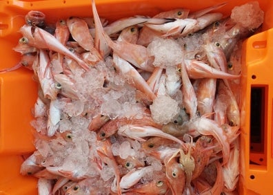 Imagen secundaria 1 - Pesca en Valencia | Un día de pesca a bordo del Pausep: objetivo, la gamba roja