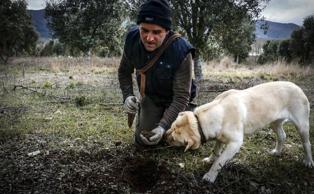 Imagen principal - Trufa negra, Tuber melanosporum | El superalimento sin calorías e ideal para la piel que previene enfermedades cardiovasculares