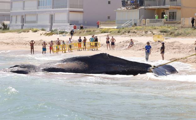 Unos vecinos miran a la ballena 