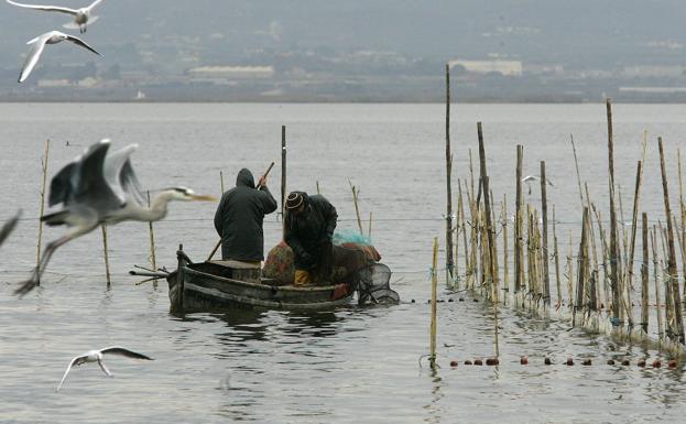 El 60,2% considera insuficiente la política de protección de la Albufera