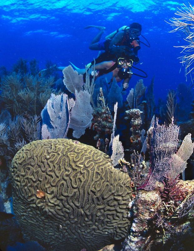 Submarinistas exploran los arrecifes de coral en el Santuario Marino de Cayo Largo. 