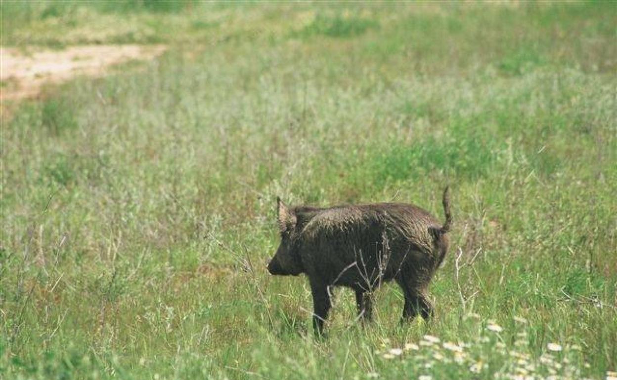 Un jabalí paseando a sus anchas por un campo. 