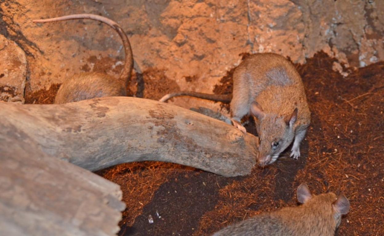 Una rata de Gambia, en el Bioparc de Valencia. 