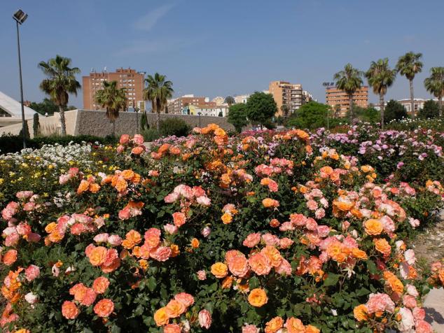 Fotos: Las rosas más sorprendentes del río