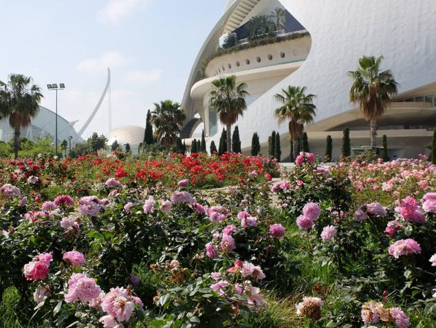Fotos: Las rosas más sorprendentes del río