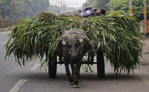 El inesperado anuncio de la India que hará subir el precio del azúcar dentro de poco