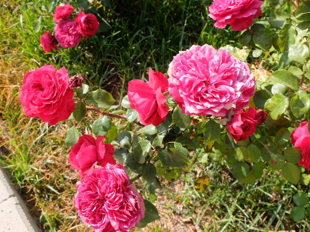 Fotos: Las rosas más sorprendentes del río