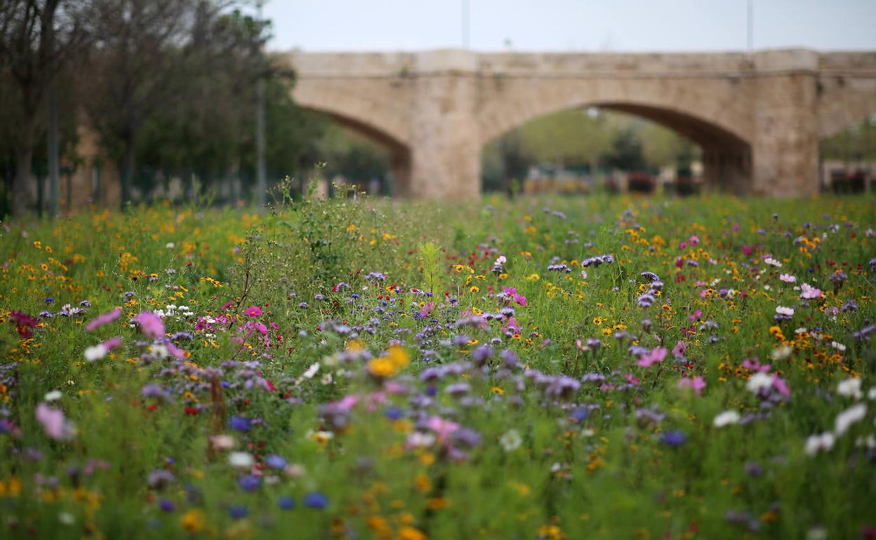 Zona de biodiversidad, junto a las Torres de Serranos. 