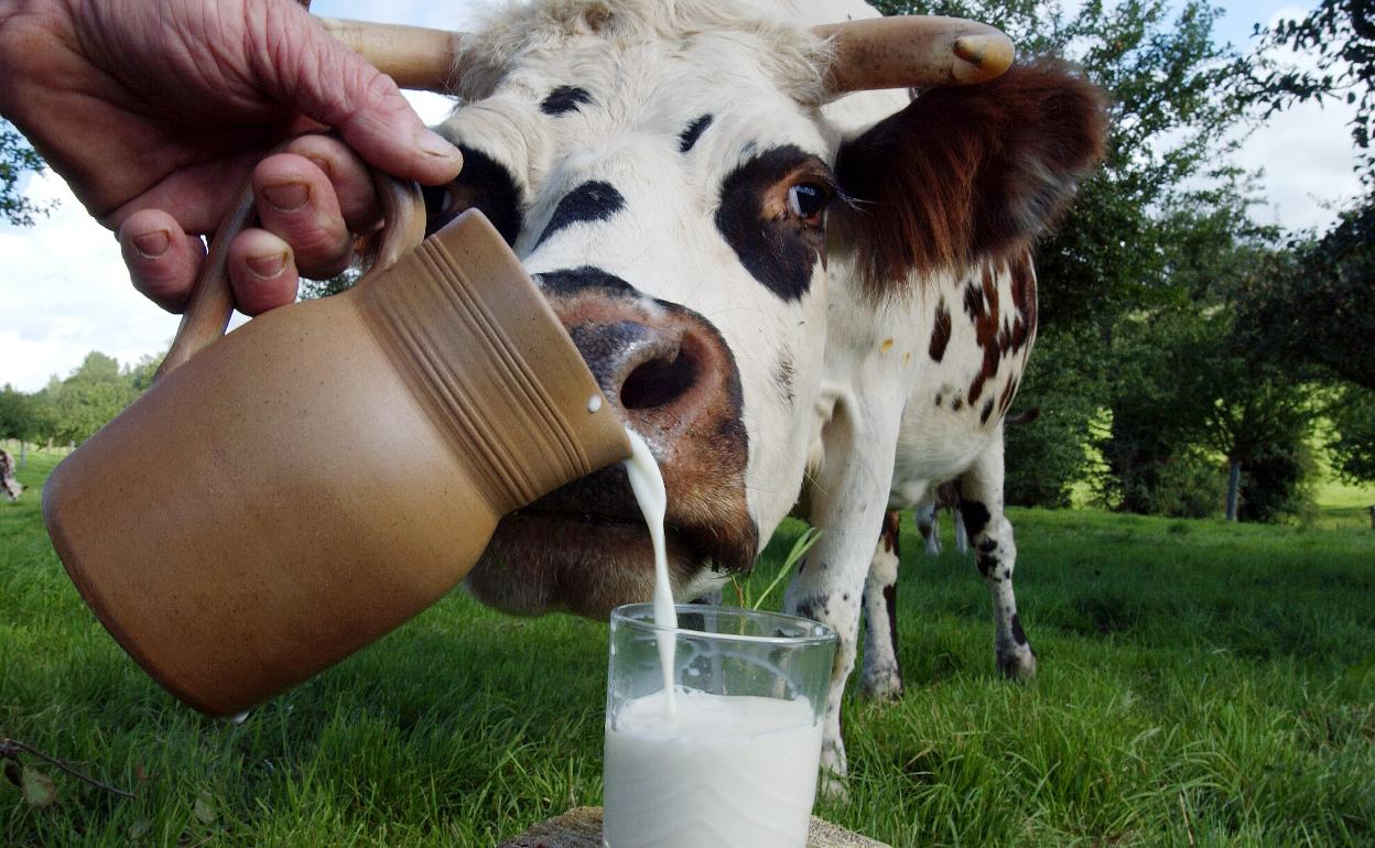 Vaca oliendo un vaso de leche.