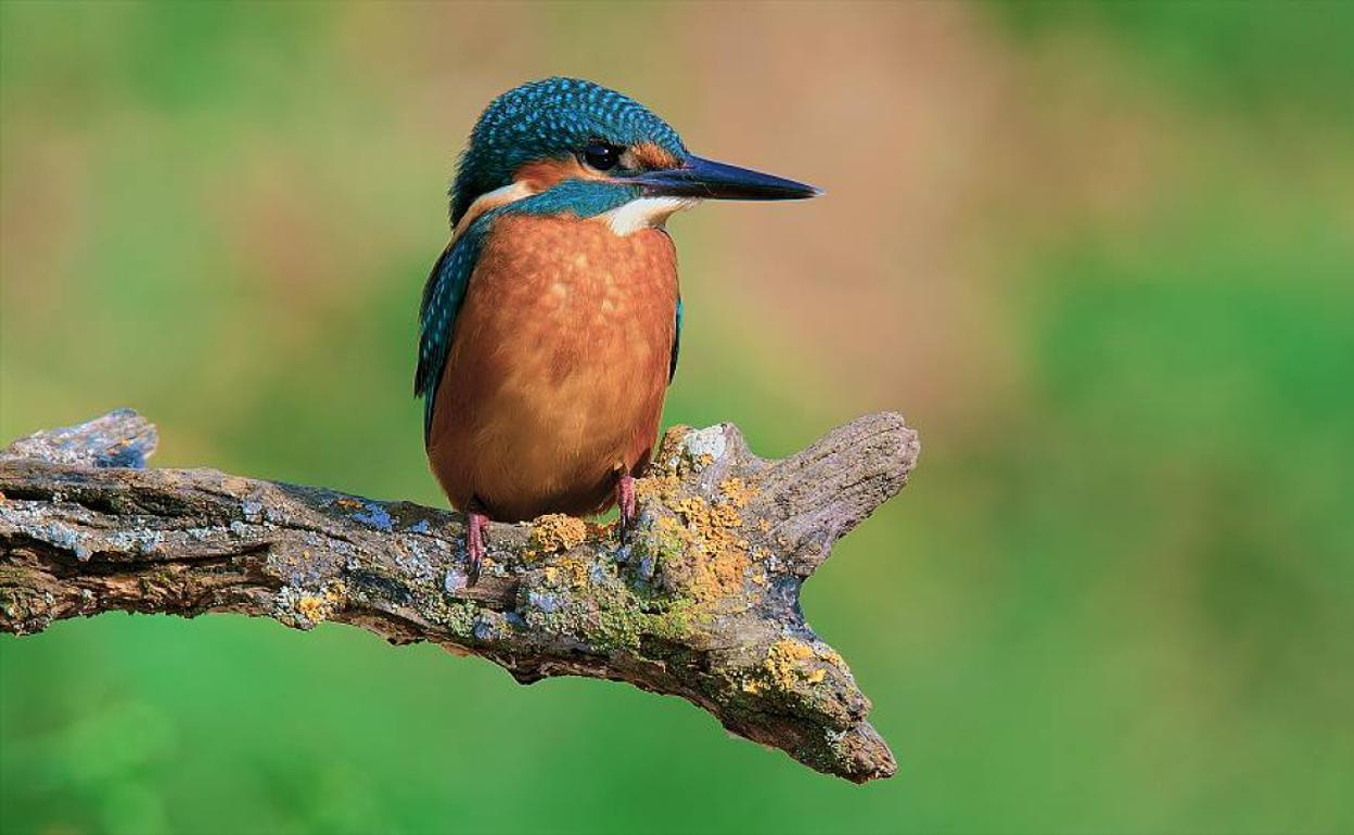 'Mediterraneum Terra'. 