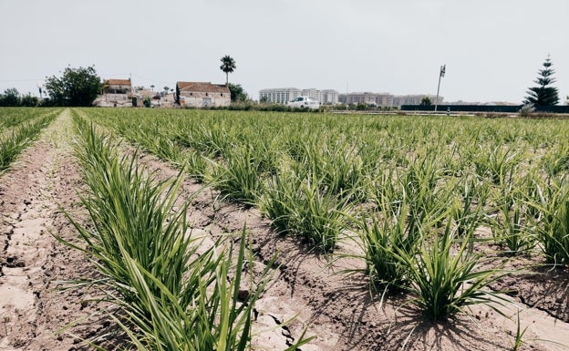 Imagen principal - Horchata | Viaje a la raíz de la horchata: un cultivo sentimental