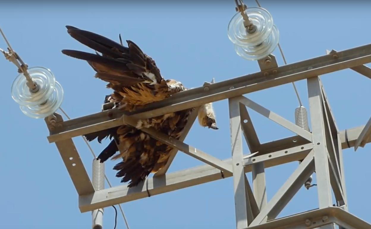 Imagen de un ave rapaz muerta en una torre del tendido eléctrico