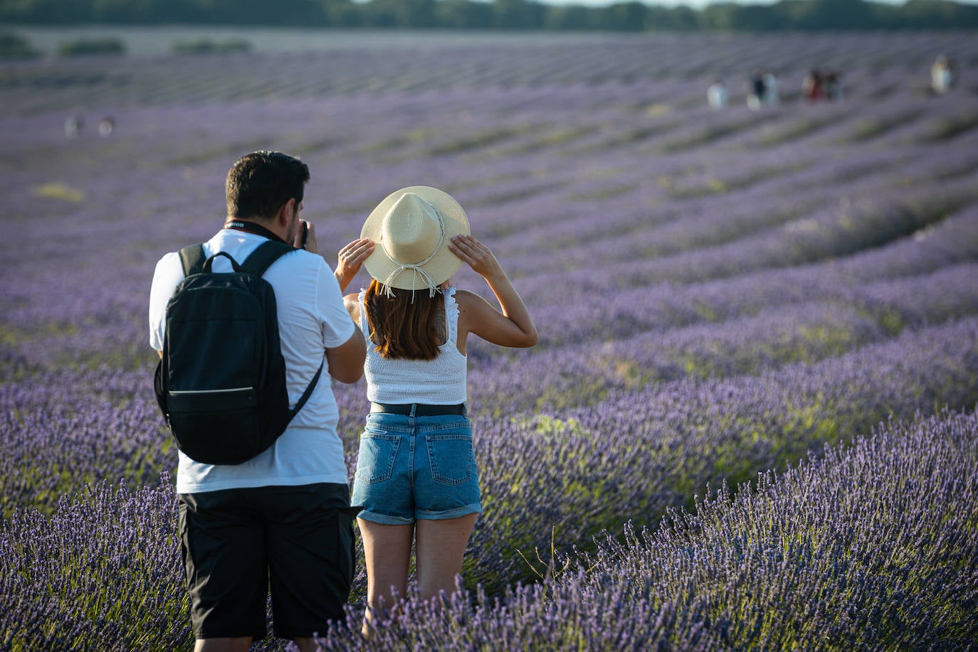 Fotos: Los mágicos campos de lavanda de Brihuega (Guadalajara)