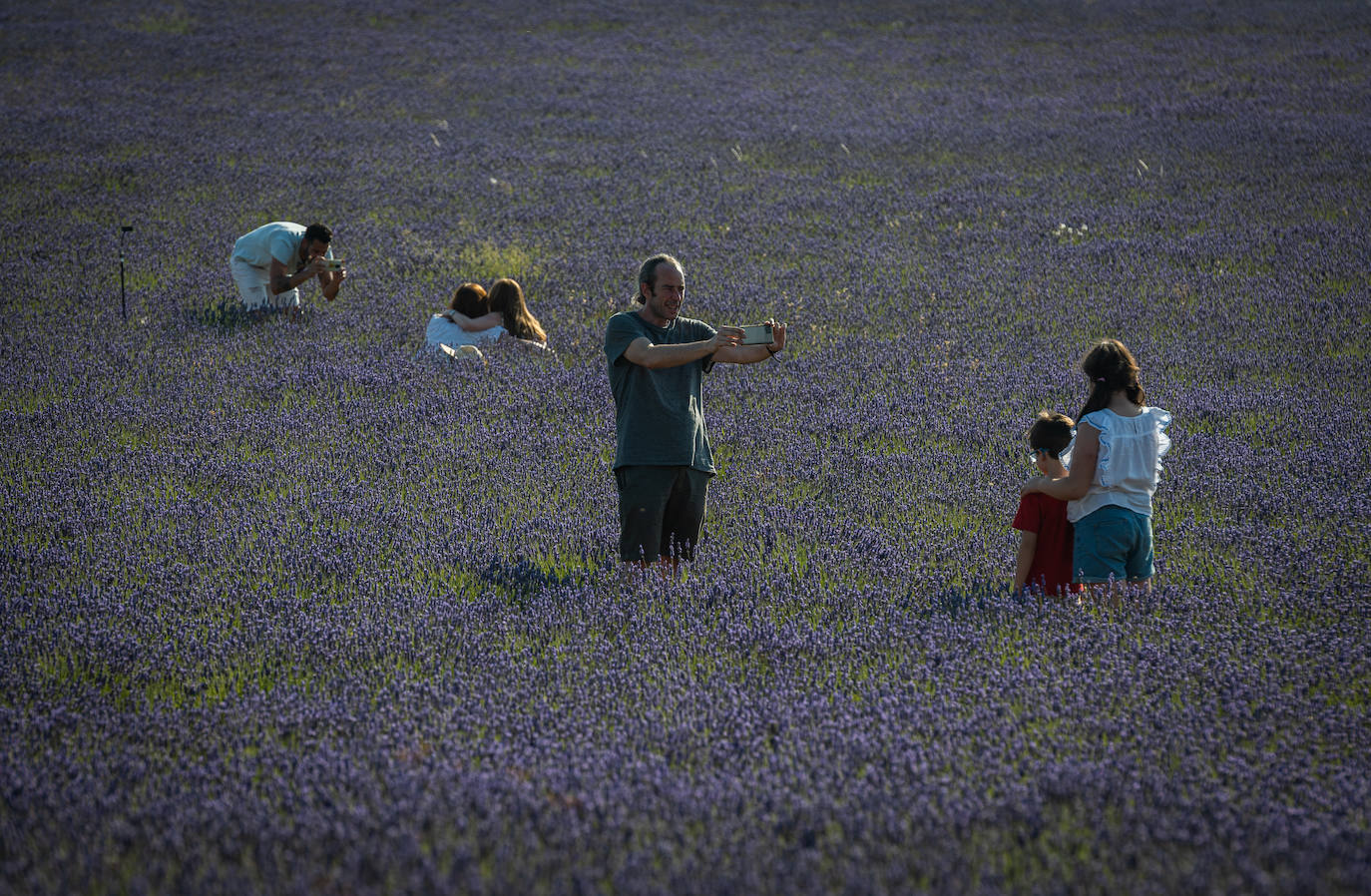 Fotos: Los mágicos campos de lavanda de Brihuega (Guadalajara)