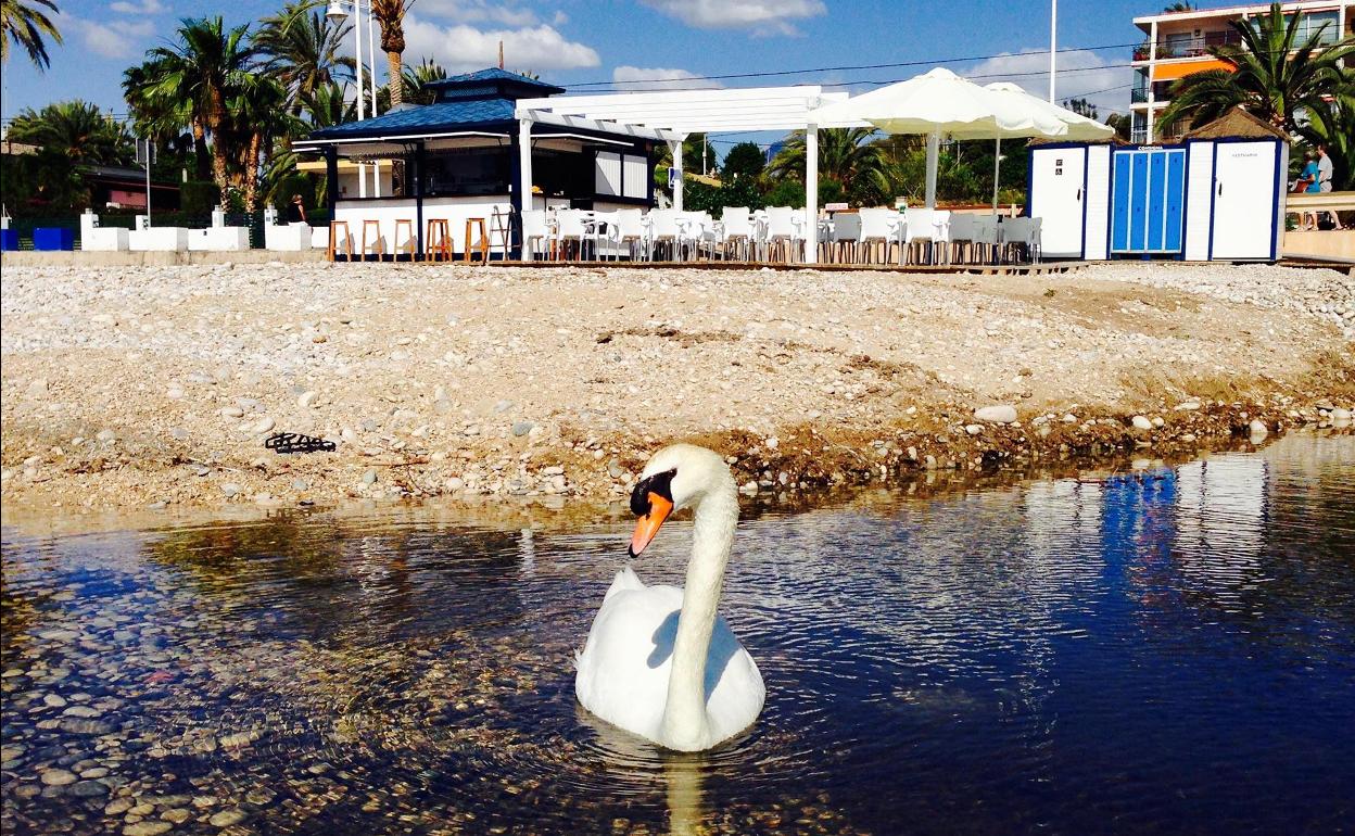 La cisne Paca frente al chiringuito Tsunami, uno de sus lugares favoritos en Altea