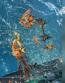 Imagen secundaria 2 - Así fue la retirada de las redes ilegales. 