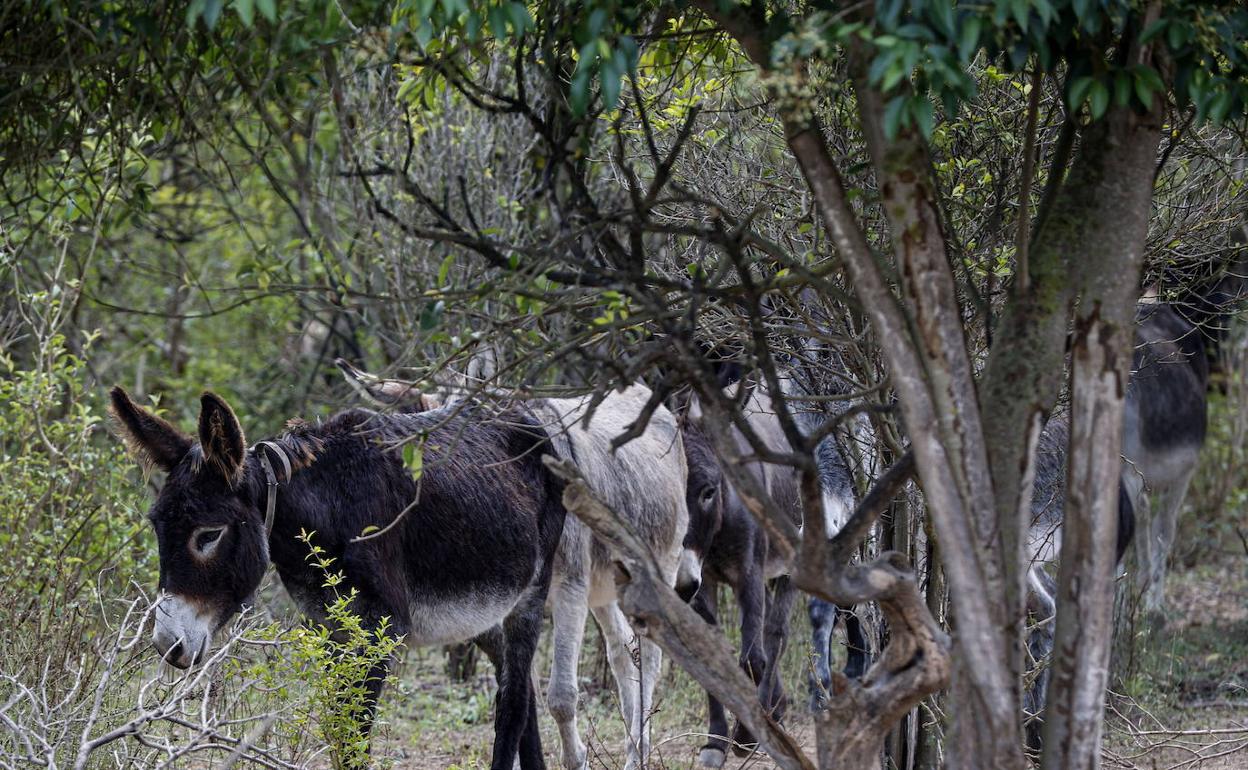 Animales que estaban en el Desert de les Palmes. 