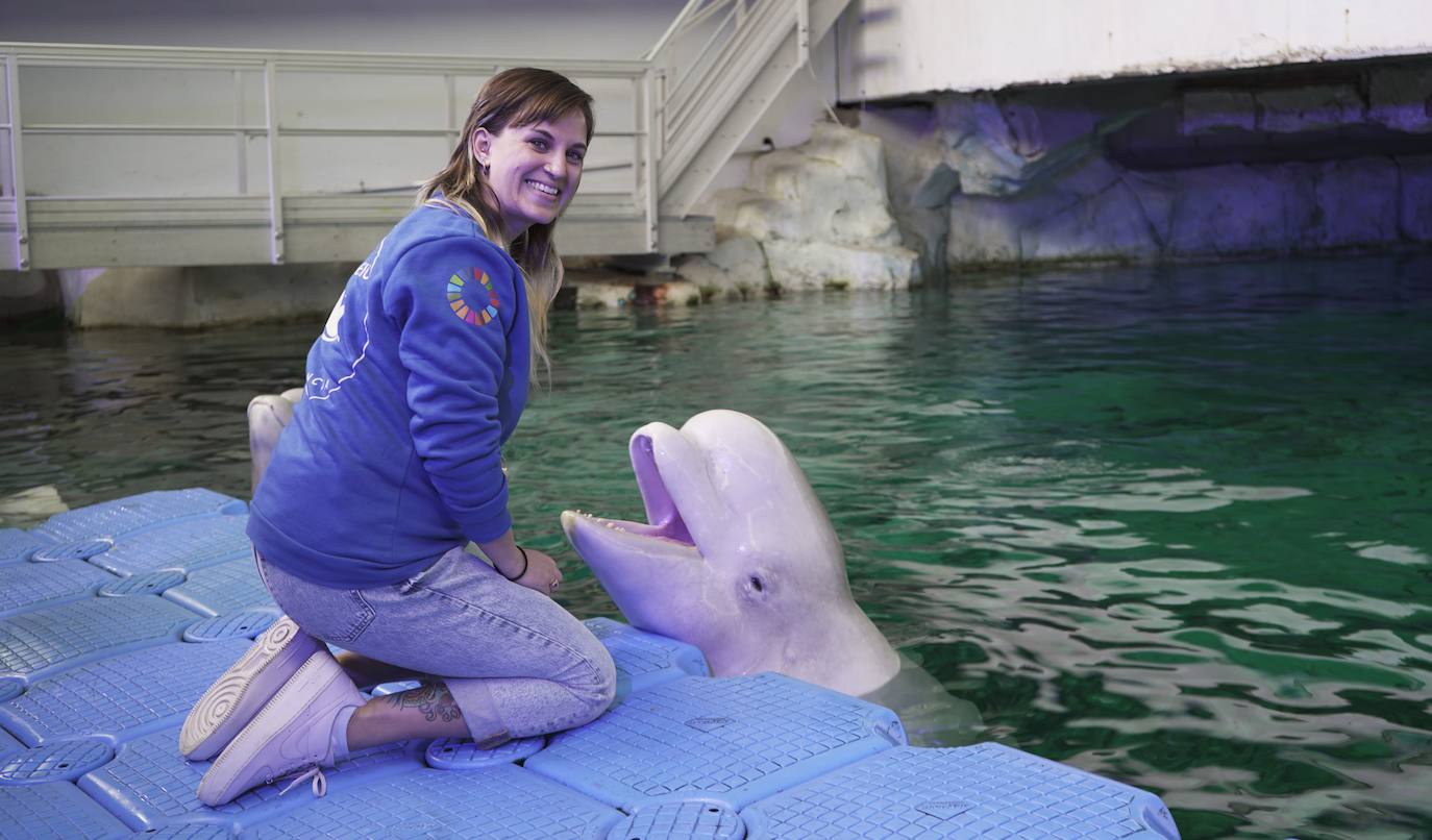 Más de 50 profesionales cuidan de la familia de belugas del Oceanogràfic.