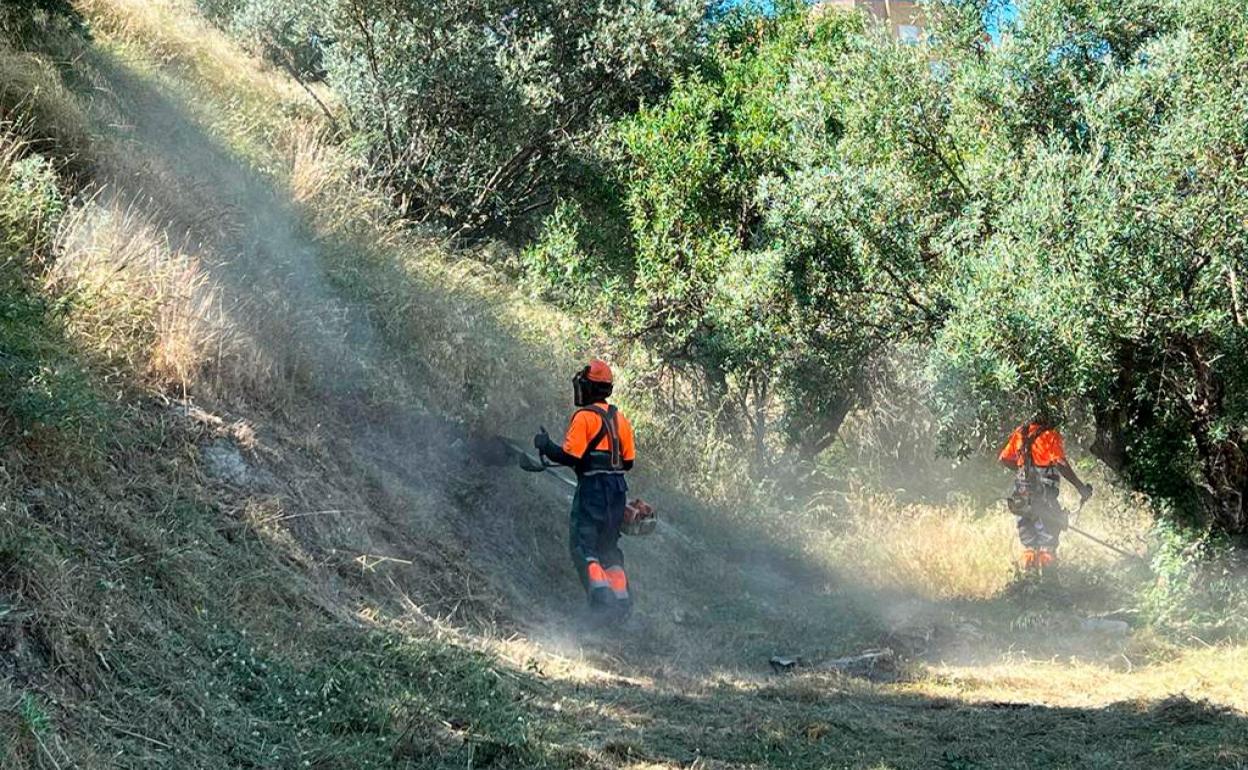 Operarios de limpieza de Alcoi realizando labores de desbroce. 