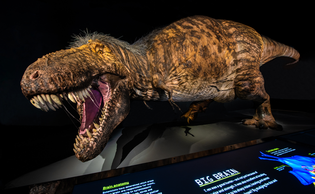 Ejemplar de la exposición temporal del Museo T. rex: The Ultimate Predator, que se exhibió entre 2019 y 2021 en el Museo Americano de Historia Natural.