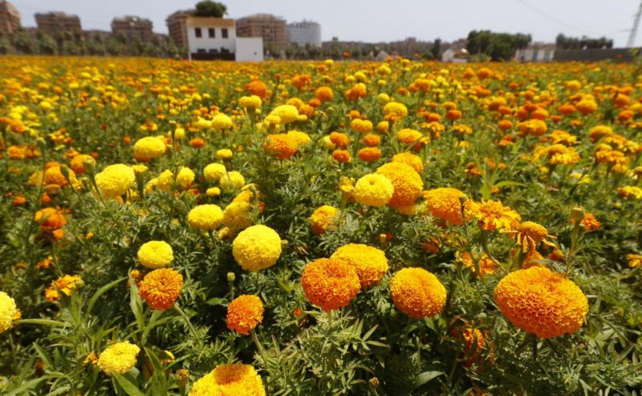 LOs clavellones cultIvados en Alboraya que se lanzan en la Batalla de Flores de Valencia. 