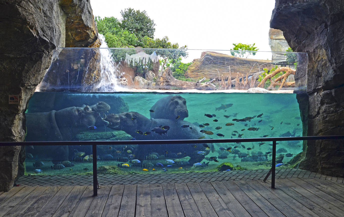 Los hipopótamos en la cueva de Kitum del Bioparc.