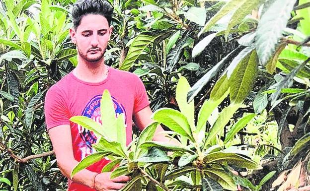 Vicent Pérez, de 20 años, en un campo de nísperos de Callosa. 