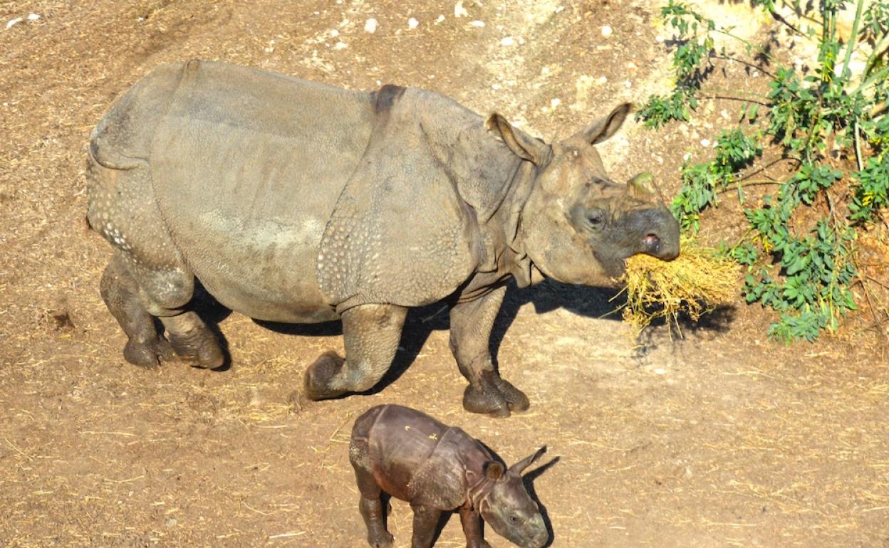 Imagen de una de las crías de rinoceronte nacidas en Terra Natura