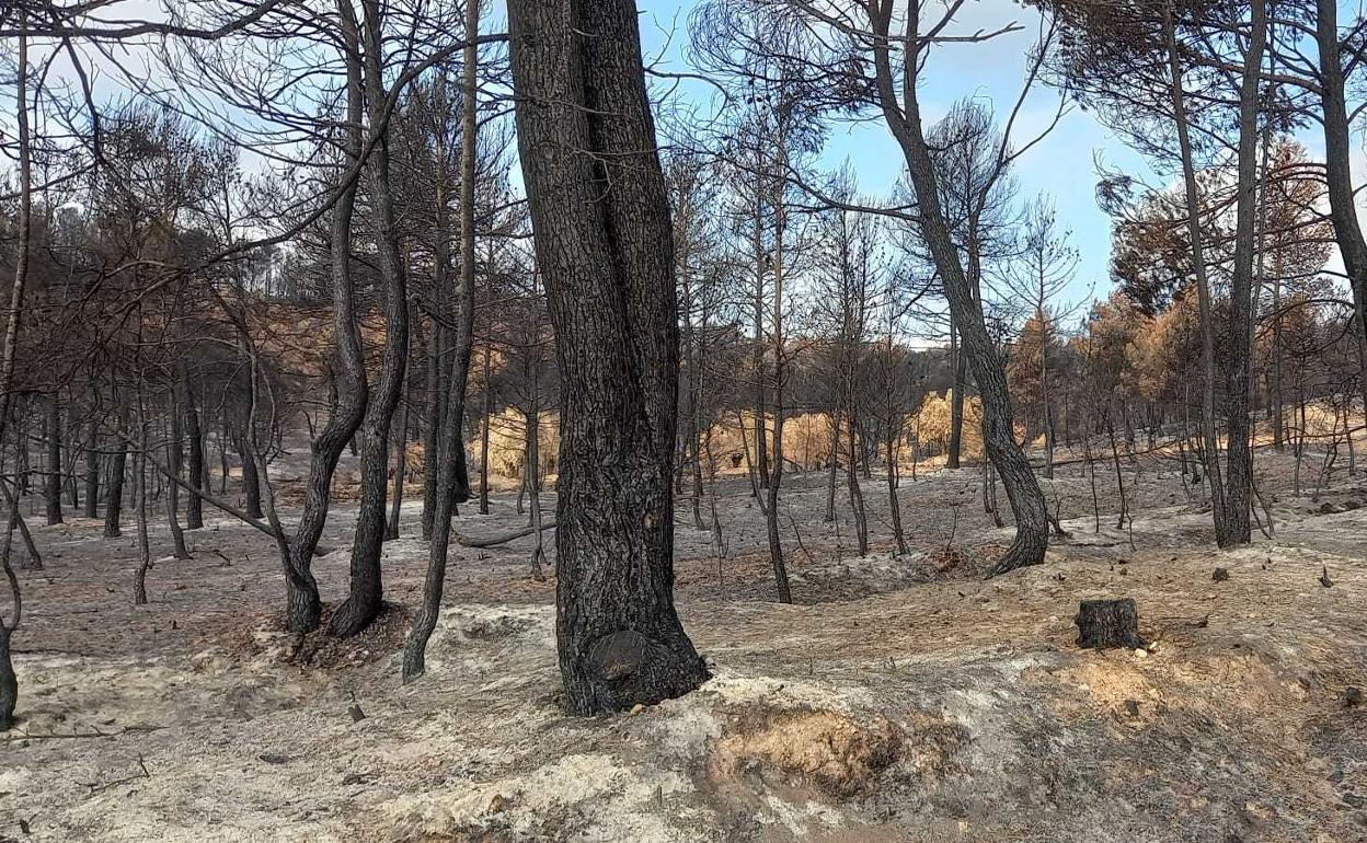 Paisaje devastado tras el incendio en Venta del Moro 