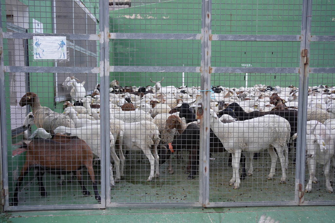 Las ovejas, protegidas en el frontón de Artaj.