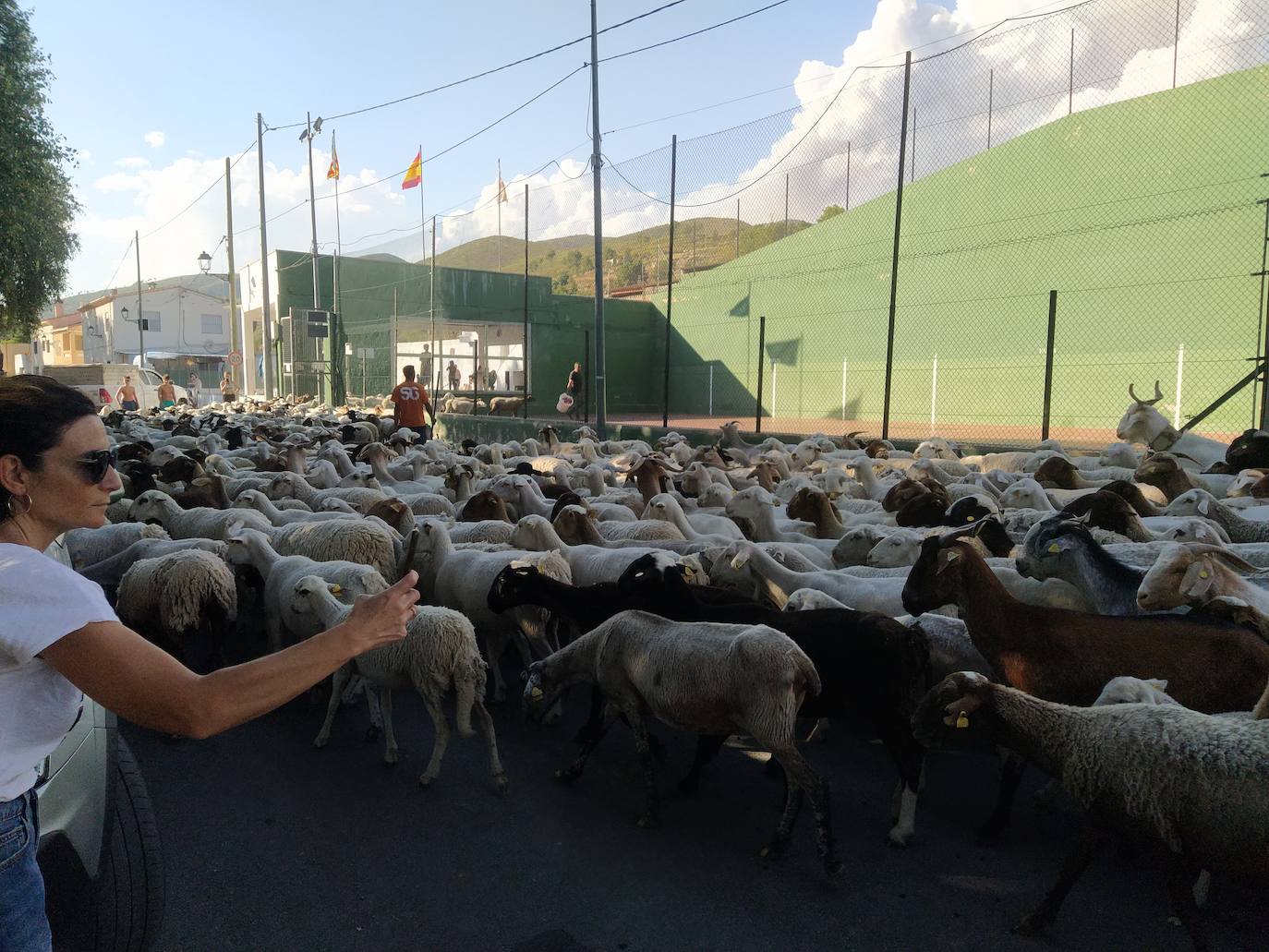 Las ovejas, protegidas en el frontón de Artaj.