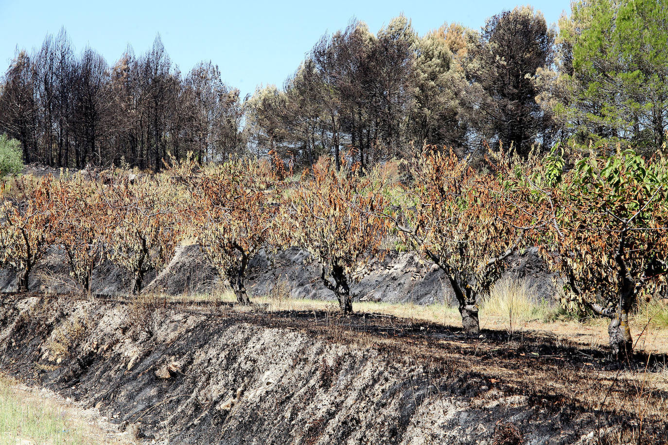 Campo de cerezos afectado por incendio de Vall d'Ebo.