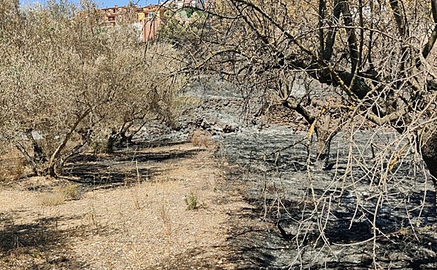 Un campo cultivado, sin tocar, junto a otro arrasado por las llamas. 