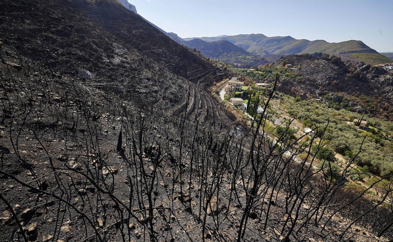 Terrenos quemados en Vall d'Ebo. 