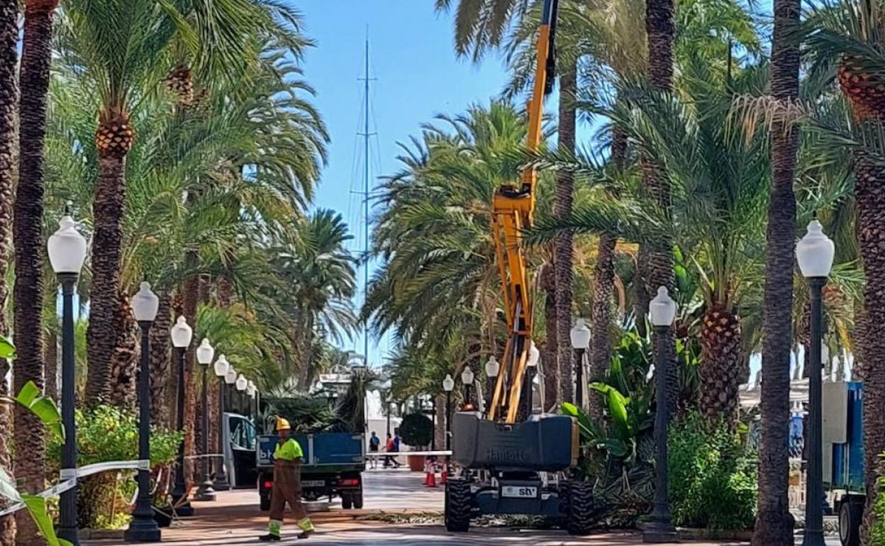 Poda de palmeras en La Explanada. 