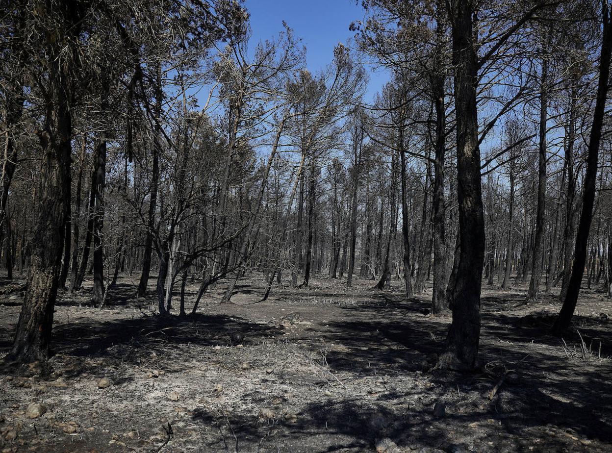 Paisaje quemado por las llamas del incendio de Bejís.