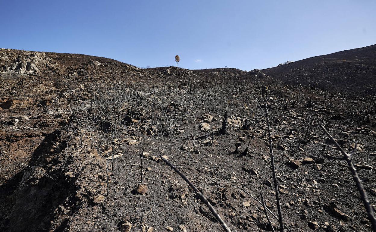 Terrenos forestales arrasados por las llamas en Vall d'Ebo. 