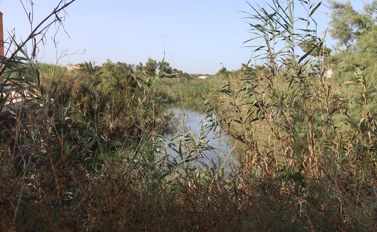 Cañas obstaculizando la salida de agua hacia la desembocadura del río Segura. 