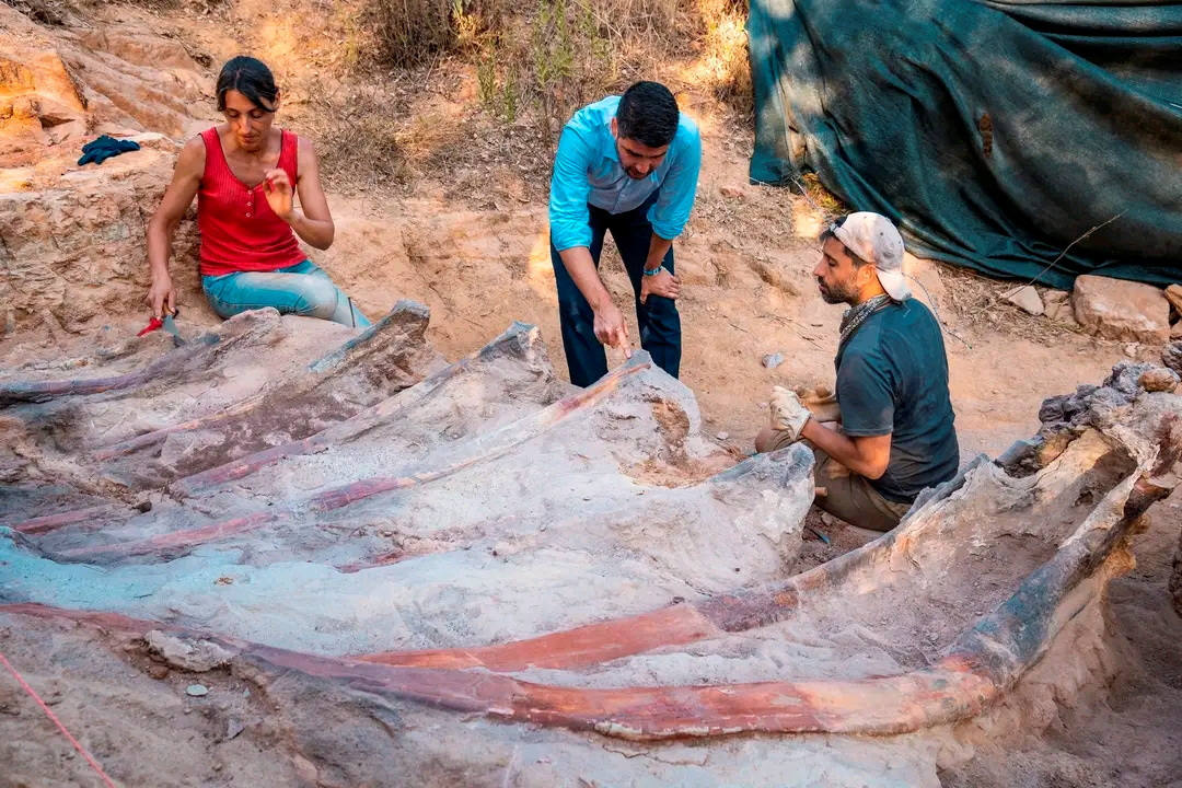 Fotos: El accidental hallazgo fósil del dinosaurio más grande en Europa