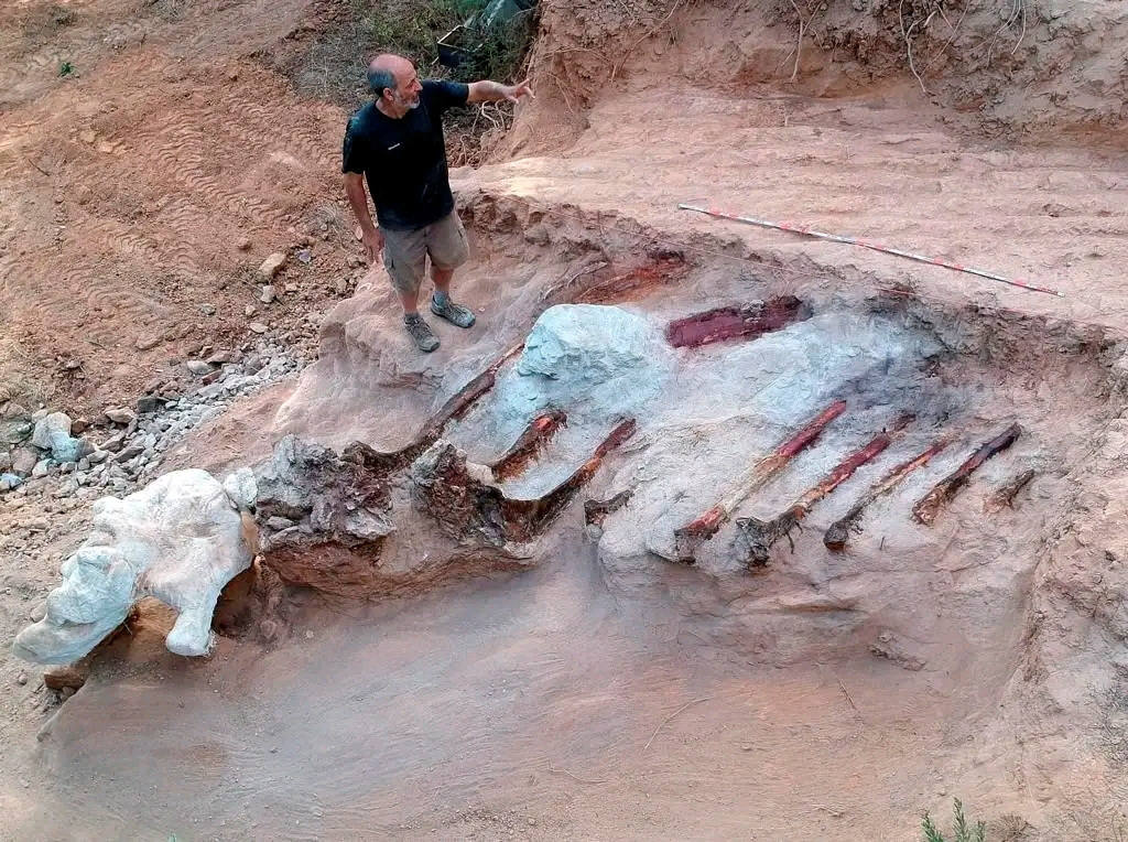 Fotos: El accidental hallazgo fósil del dinosaurio más grande en Europa