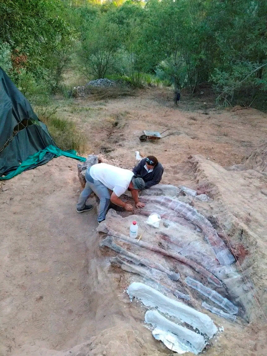 Fotos: El accidental hallazgo fósil del dinosaurio más grande en Europa