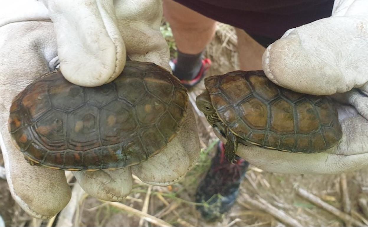 Dos de las tortugas autóctonas identificadas en el río Canyoles. 