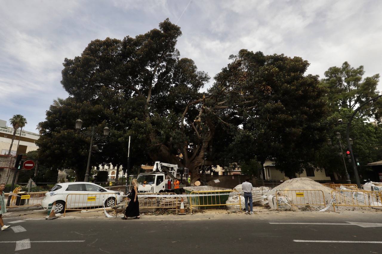 Fotos: Caída de uno de los ficus protegidos del Parterre