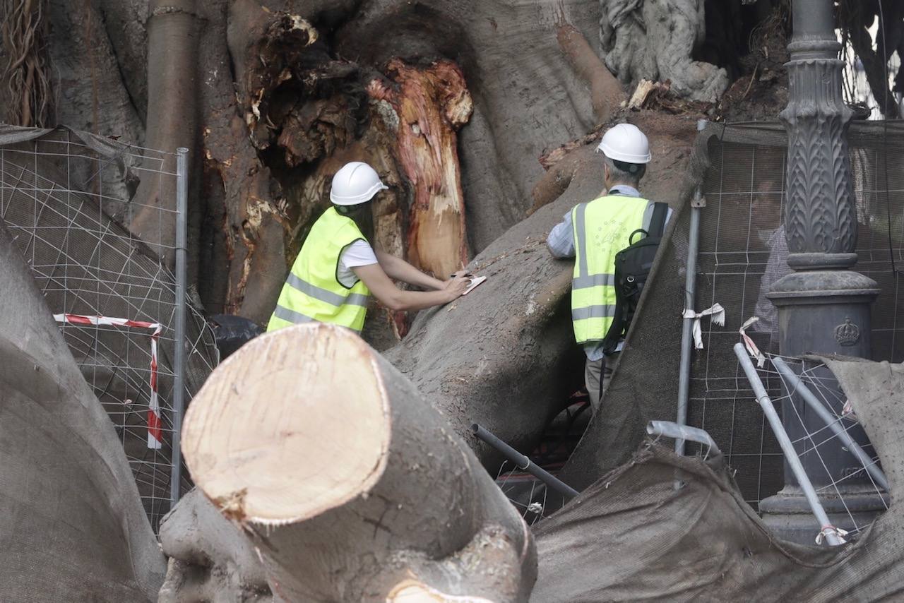 Fotos: Caída de uno de los ficus protegidos del Parterre