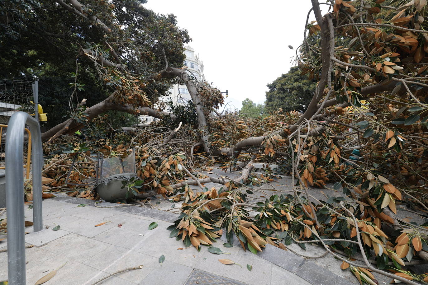 Estos son los desperfectos tras la caída del ficus