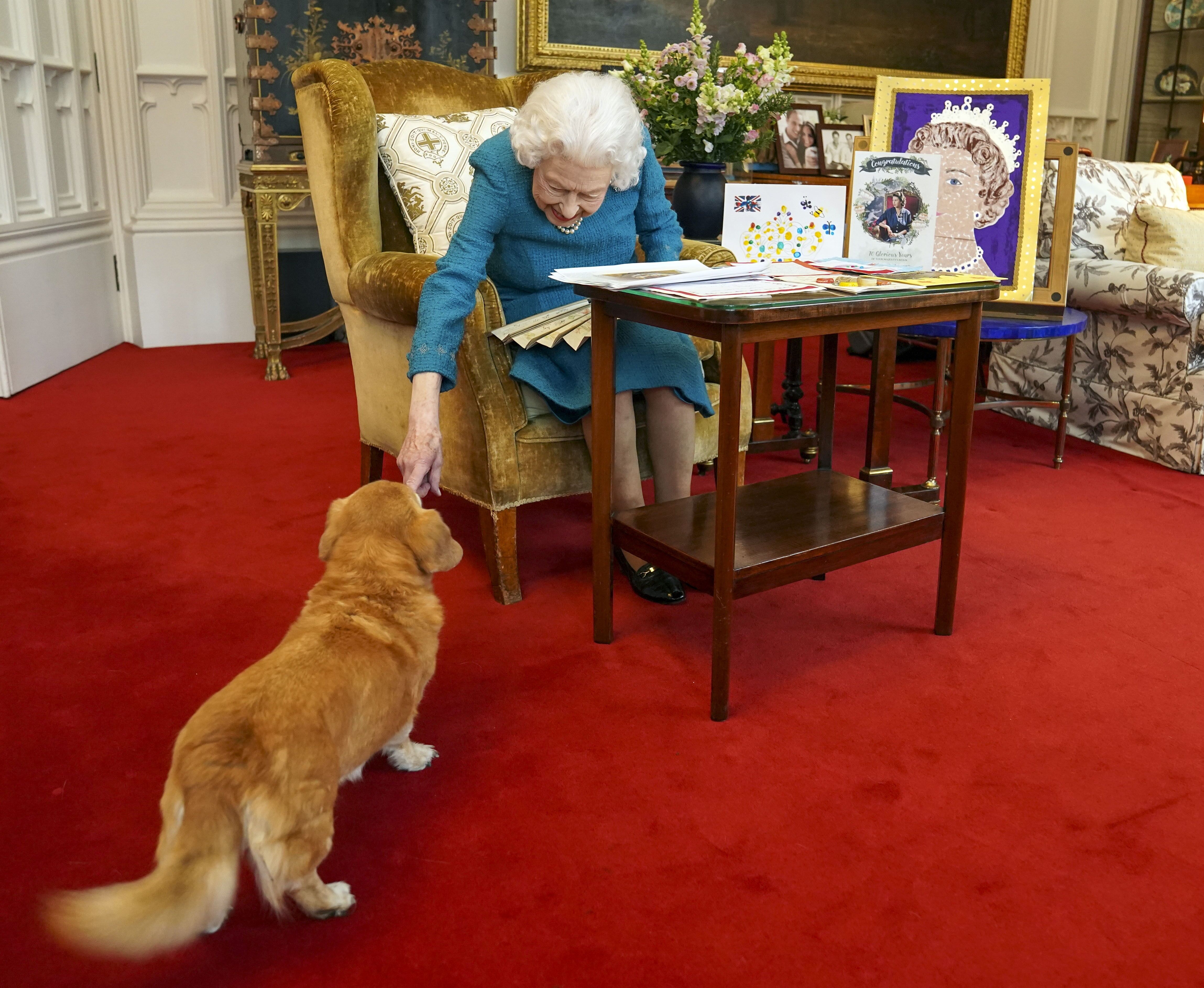 Isabel II juega con uno de sus perros, un corgi de nombre Candy, mientras contempla una memoria de sus Jubileos de Platino y de Oro, el 4 de febrero de 2022.