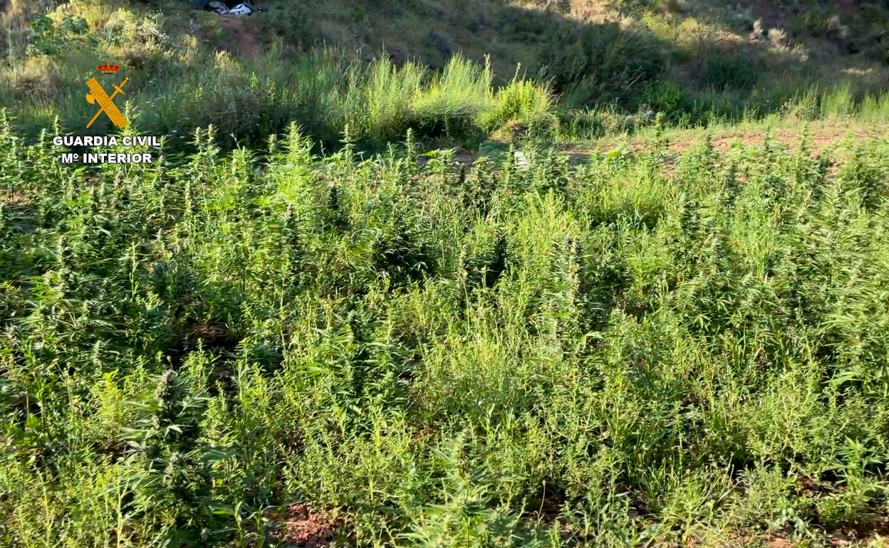 Plantación de cannabis hallada en un paraje de Navarrés. 